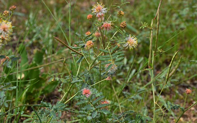 Cooley's Bundleflower is native to north and south America. It grows up to 2 feet (.61 m) or more in height. Desmanthus cooleyi